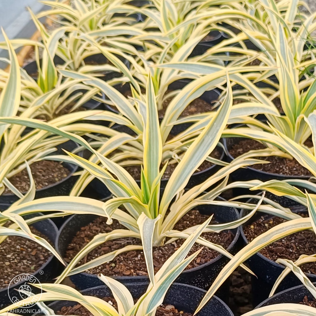 Obrázok Juka nádherná (Yucca gloriosa) ´CITRUS TWIST´® - výška 10 cm ⌀15-25 cm, kont. C2L (-20°C)